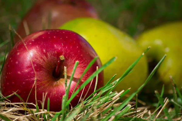 Яблоки лежат на траве — стоковое фото