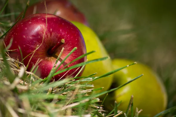 Äpfel liegen auf dem Gras — Stockfoto