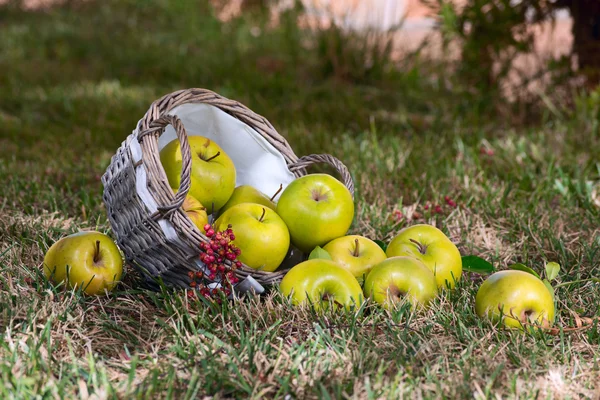 Apples in the basket — Stock Photo, Image