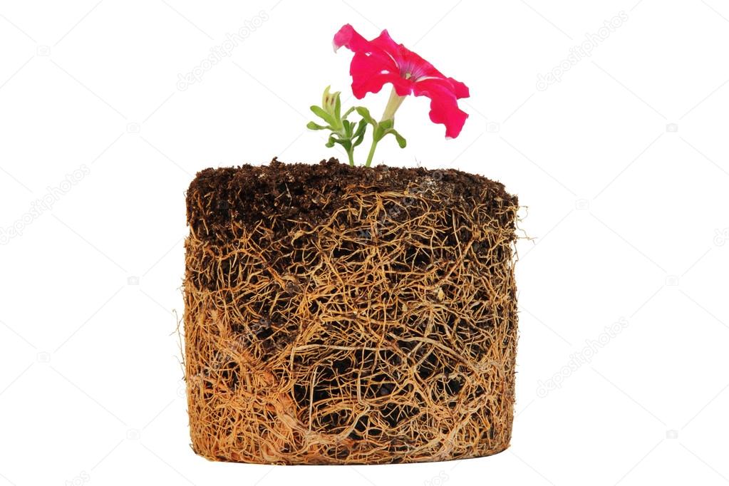 Pink flower with complex root system