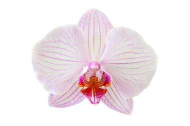 güzel orkide çiçek