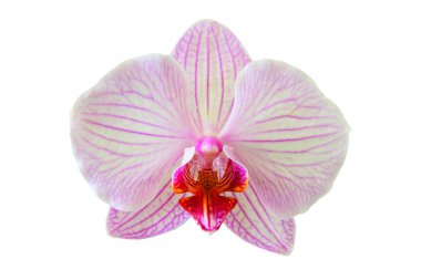 güzel orkide çiçek