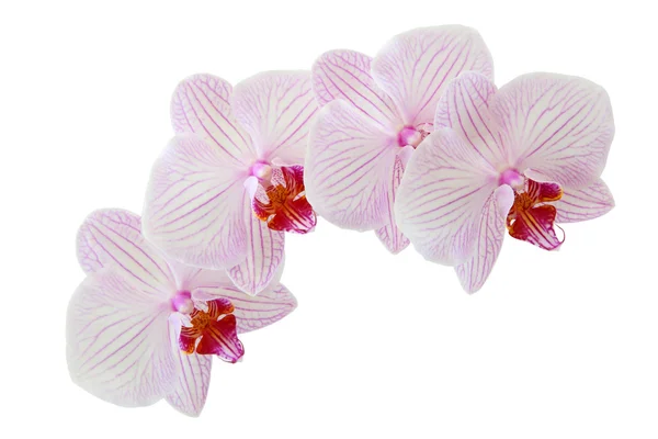 Hermosa flor de orquídea —  Fotos de Stock