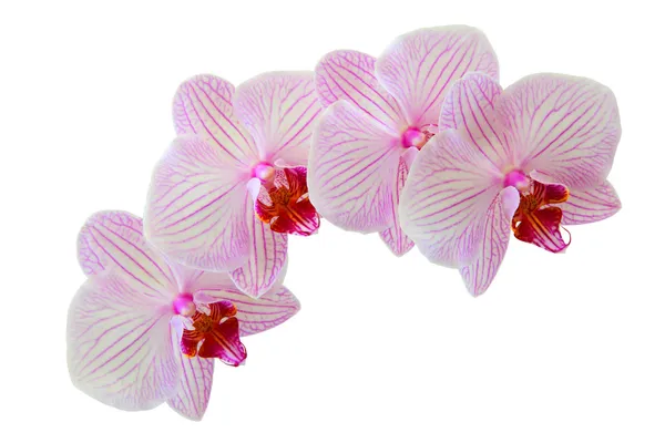 Beautiful orchid flower — Stock Photo, Image