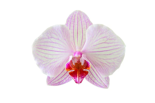 Beyaz arkaplanda izole edilmiş güzel orkide çiçeği — Stok fotoğraf