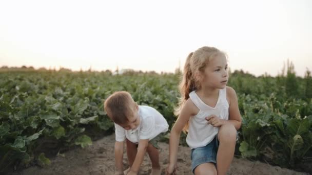 Kleine Jungen und Mädchen spielen auf dem Rübenfeld und graben mit ihren Händen die Erde um und werfen sie hoch. Zeitlupe — Stockvideo