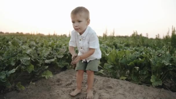 Okouzlující chlapeček v bílé košili a bosý si hraje na řepném poli a vyhodí zemi na zelenou tahač. Zpomalený pohyb — Stock video