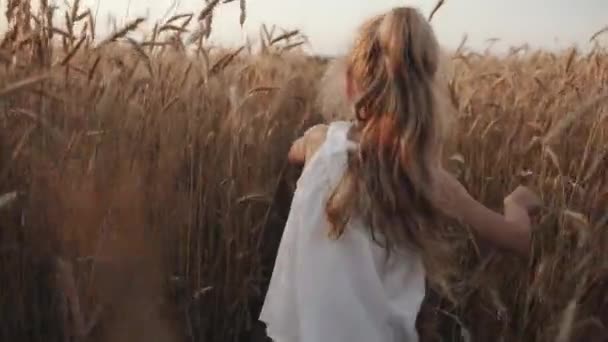 Dívka ve školce s ocasem na hlavě přejde přes pšeničné pole a rukama roztahuje vysoké hřeby. Zadní pohled. Zpomalený pohyb — Stock video