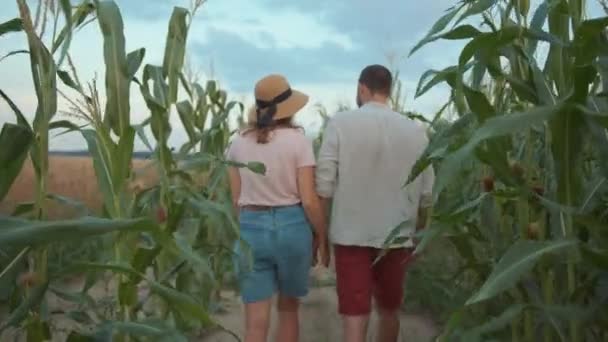 Tシャツとショートパンツの若いカップルが手を取り合い、トウモロコシ畑の道を進みます。バックビュー — ストック動画