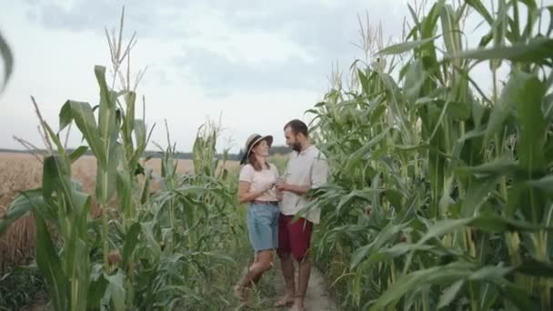 Feliz pareja joven en ropa de verano se para en un campo de maíz bromeando y riendo y abrazándose besándose. Concepto familia y amor — Vídeo de stock
