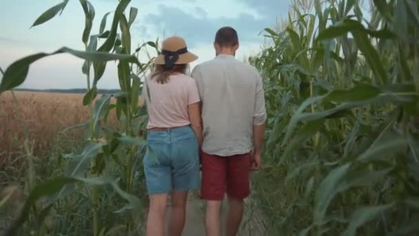 Счастливая молодая пара идет на кукурузное поле, держа за руки, а мужчина в шутку ставит подножку своей жене. Вид сзади. Медленное движение — стоковое видео
