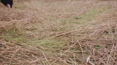 Sahada çimenlerin ve samanların arasında çıplak ayakla duran bir grup gencin yakın plan bacakları.