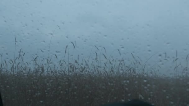 Wazig zicht op regendruppels die door het glas van de auto stromen en spikeletten van tarwe buiten het raam — Stockvideo