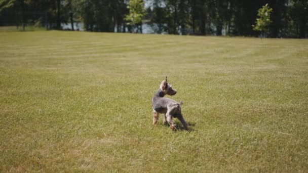 Yorkshire Terrier stoi na zielonym trawniku otoczony drzewami nad brzegiem rzeki w letni słoneczny dzień — Wideo stockowe