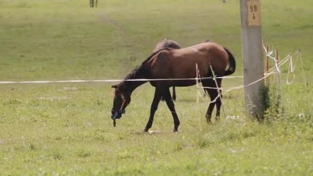 Krásné hnědé koně pasou a jedí trávu v oplocených oblastech ranče a odhánějí od sebe hmyz ocasy — Stock video