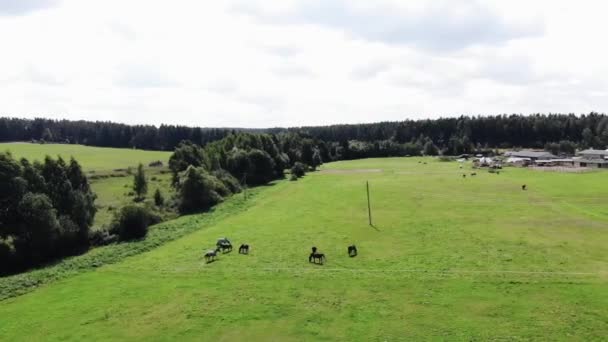 Letecký pohled na zemědělské budovy a stáje u lesa a na koně pasoucí se na ranči na zelené louce v letním dni — Stock video