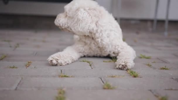 Un lindo perro rizado blanco yace en las losas de pavimentación y torpemente levantarse desaparece. concepto de amor mascota — Vídeos de Stock
