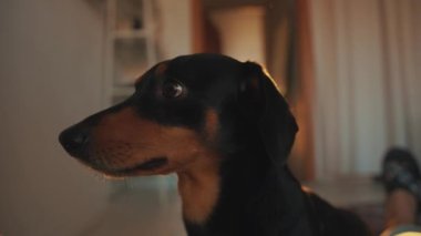 Profilde komik bir dachshund portresi ve komik bir şekilde gözlerini hareket ettiriyor ve başını kameraya çeviriyor. Yavaş çekim