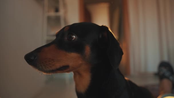 Um retrato de um dachshund engraçado no perfil e engraçado move seus olhos e vira a cabeça para a câmera. Movimento lento — Vídeo de Stock