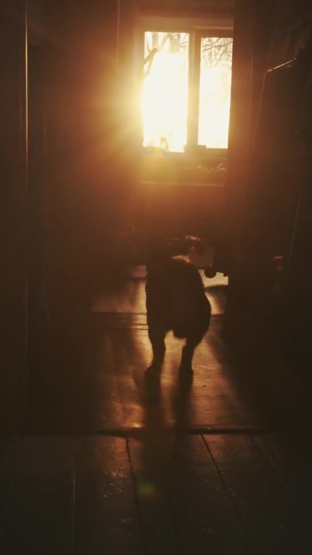 Um cão dachshund corre para uma sala com brilhantes raios laranja do sol a partir da janela. Vista traseira. Movimento lento — Vídeo de Stock