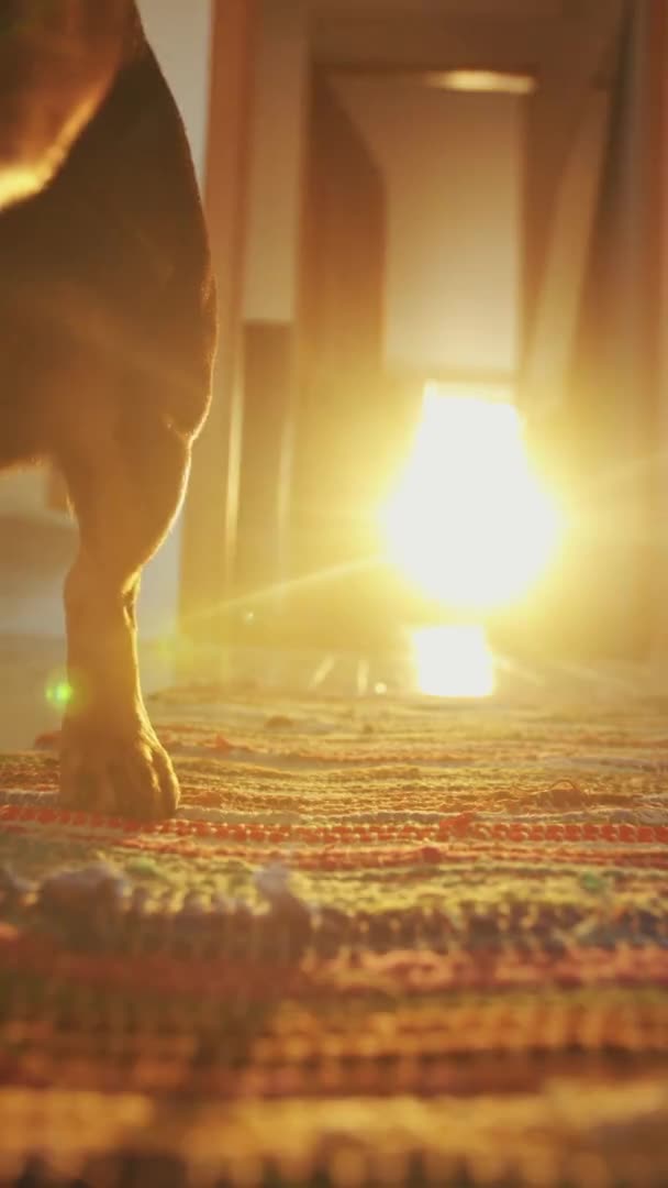 สุนัขยืนอยู่บนพรมในห้องในรังสีส้มของดวงอาทิตย์จากหน้าต่างและโบกหางของมัน ใกล้ชิด การเคลื่อนไหวช้า วิดีโอแนวตั้ง — วีดีโอสต็อก