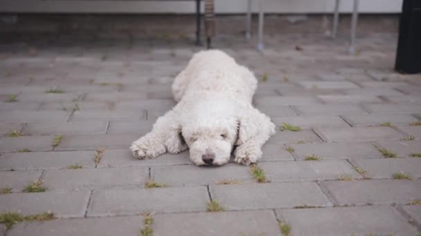 A fluffy white curly-haired dog lies on a paving slabs and sleepily squints his eyes and wiggles his ears — 图库视频影像