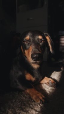 Komik dachshund, güneş ışığı altında bir halının üzerinde uykusuzlukla boğuşuyor. Dikey video