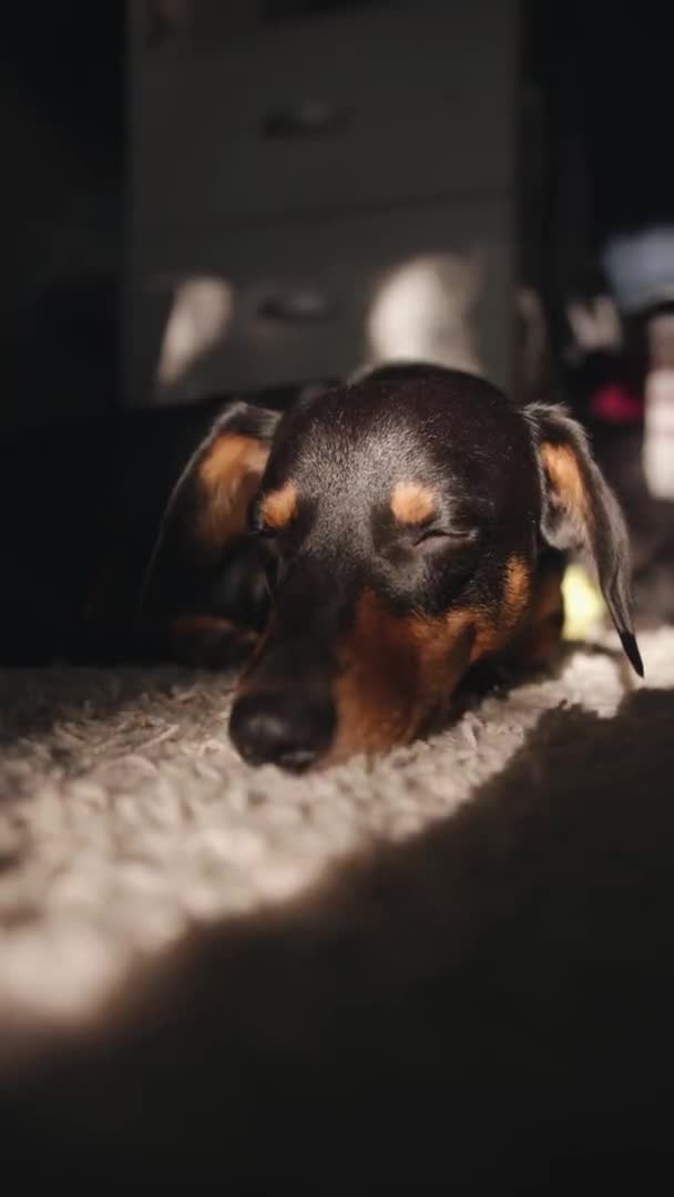 Um cão dachshund está cochilando deitado em um tapete em uma sala aos raios do sol. Vídeo vertical — Vídeo de Stock