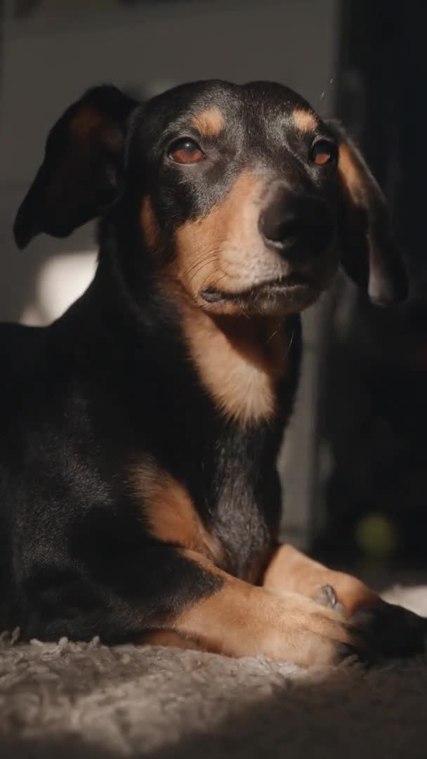 Un cane bassotto giace su un tappeto in una striscia di luce con la testa alzata e poi corre fuori dalla cornice. Video verticale — Video Stock