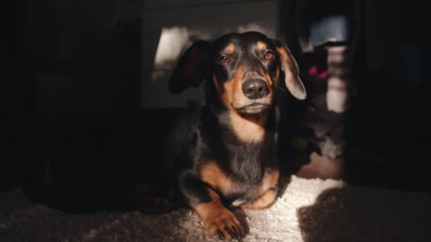 Ritratto di un cane bassotto sdraiato su un tappeto in una stanza al sole. Riposo e relax. Il gioco di luci e ombre — Video Stock