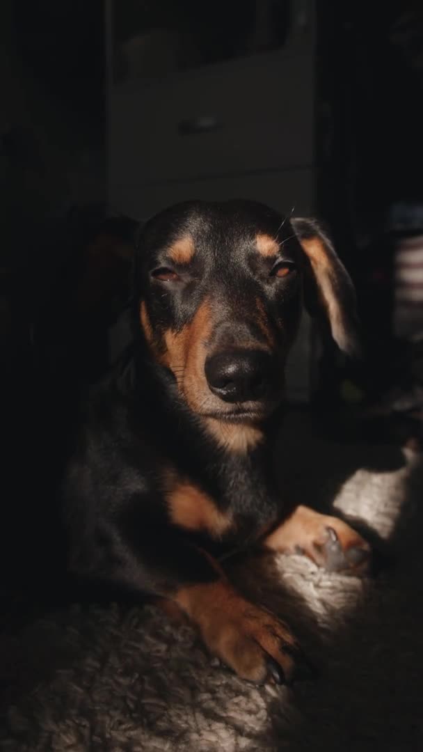 Divertido perro salchicha lucha con la somnolencia acostado en una alfombra en una franja de luz solar. Vídeo vertical — Vídeos de Stock