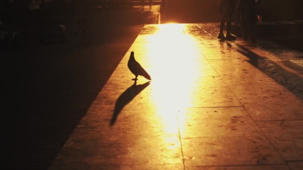 Primo piano di un piccione che cammina sul parapetto vicino alla fontana e salta giù con le ali spiegate — Video Stock