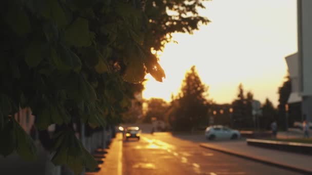Gün batımında yol boyunca sıra sıra ağaçlarla dolu bir şehir bloğunda arabalı bir yol. Ağır çekim. Kamera odağı değiştirir. — Stok video