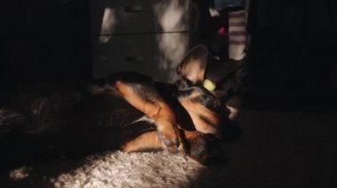Güneşin altındaki bir odada halının üzerinde yatan bir köpek portresi. Dinlen ve rahatla. Işık ve gölgenin oyunu