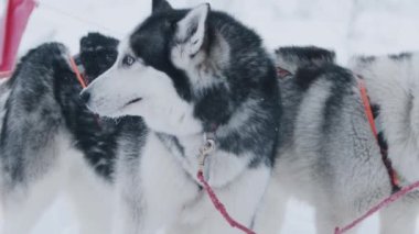 Karlı bir açıklıkta koşum takımının içinde duran mavi gözlü bir Sibirya kabuğunun yakın çekimi. Yavaş çekim