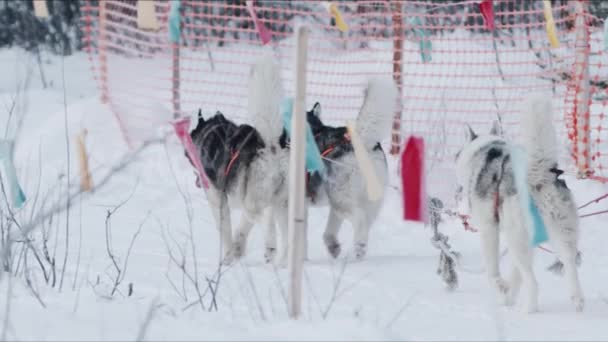 Σιβηρίας huskies τρέχει σε αξιοποιήσει κατά μήκος ενός περιφραγμένες σημαίες μονοπάτι σε ένα χειμερινό δάσος. Αργή κίνηση — Αρχείο Βίντεο