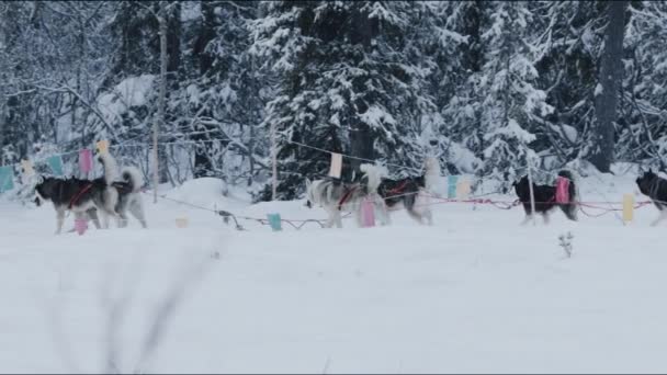 Siberische huskies in een groot harnas lopen een besneeuwde weg een omheind net en vlaggen aan de rand van het bos. Langzame beweging — Stockvideo