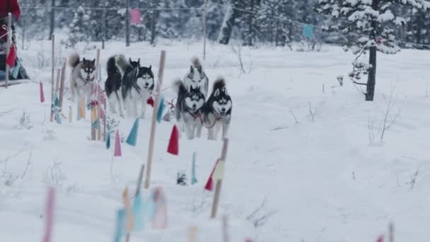 Murmansk περιοχή, Ρωσία - 10 Ιανουαρίου 2021: Περπατήστε στο δάσος το χειμώνα με έλκηθρο σε ένα λουρί της σιβεριανής husky. Αργή κίνηση — Αρχείο Βίντεο
