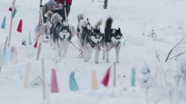 Murmanská oblast, Rusko - 10. ledna 2021: V zimním lese jezdí muž na saních v postroji se sibiřskými huskymi. Zpomalený pohyb — Stock video