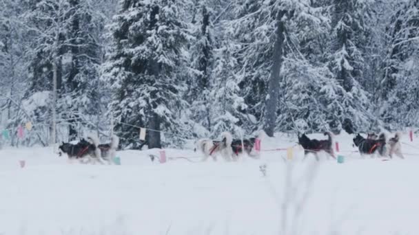 Los huskies siberianos en un arnés corren a lo largo de la carretera contra el telón de fondo de un bosque de invierno. Movimiento lento — Vídeos de Stock