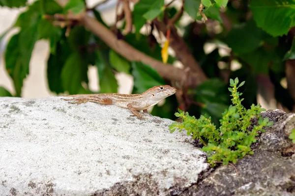 Lizard on a rock — Stock Photo, Image