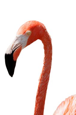 pembe flamingo