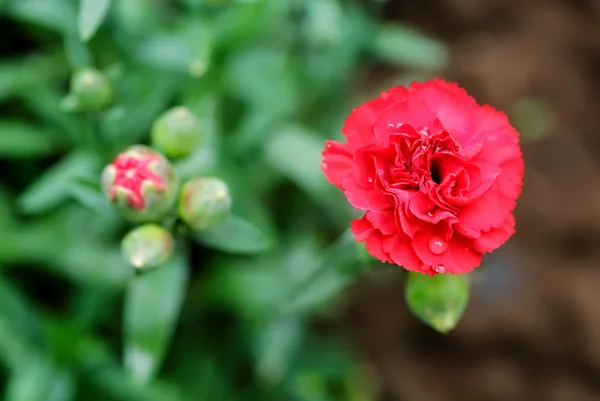 Flor de clavel — Foto de Stock