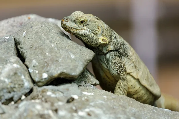 Lizard on stones. — Stock Photo, Image