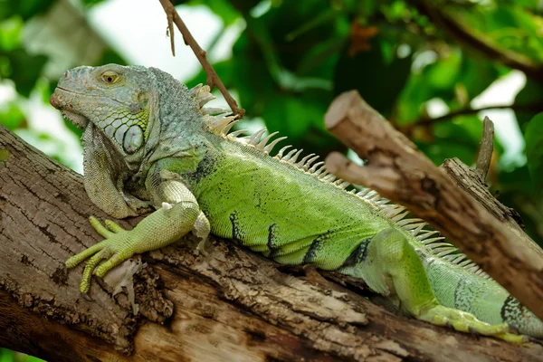 Iguana — Stock Photo, Image