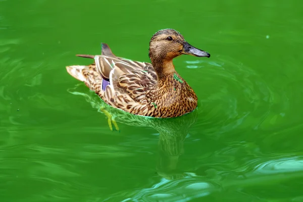 Pato na água — Fotografia de Stock