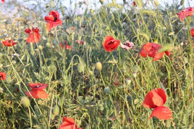 haşhaş çiçekleri