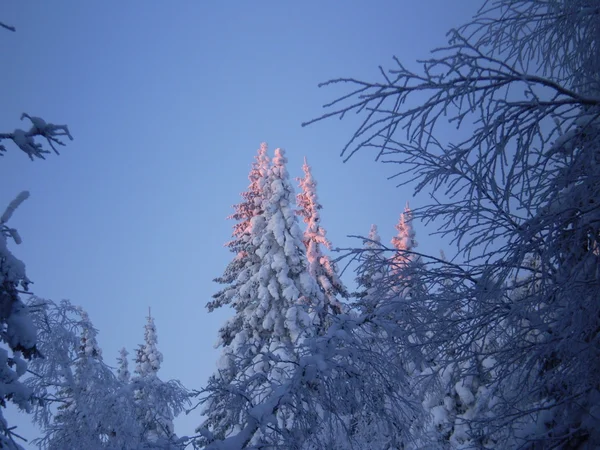 Vinter – stockfoto