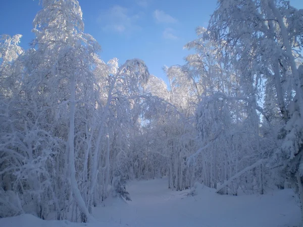 Vinter — Stockfoto