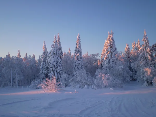 Winter — Stockfoto